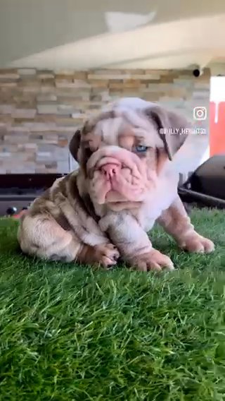 English bulldog Boys in Los Angeles, California
