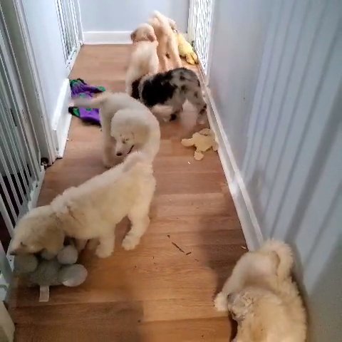 Standard Poodles in New Haven, Connecticut