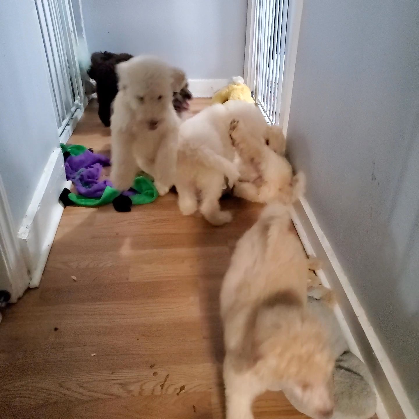 Standard Poodles in New Haven, Connecticut