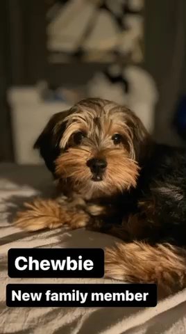 Yorkie For Sale in San Jose, California