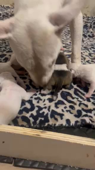 Bull terriers in Fayetteville, North Carolina