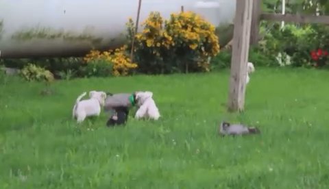 miniature Schnauzer in New York City, New York