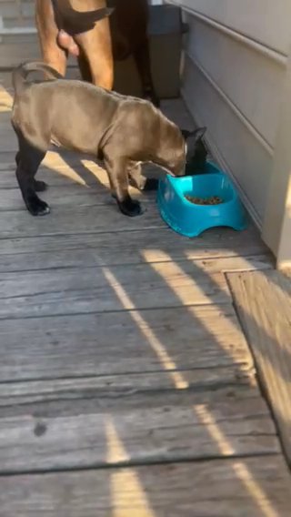 XL American Bully Female in Virginia Beach, Virginia