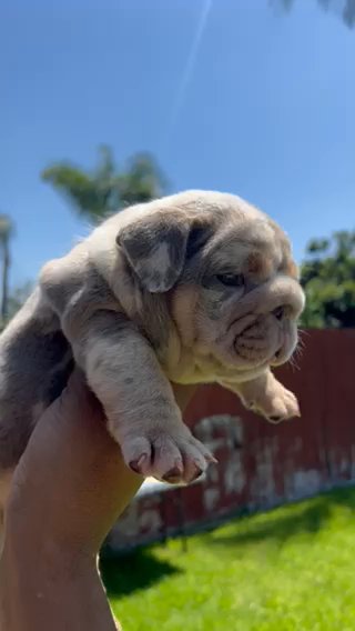 English bulldog Girls in Los Angeles, California