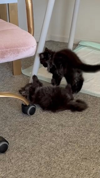 Kitten Sisters Ready For Rehome in Fremont, California