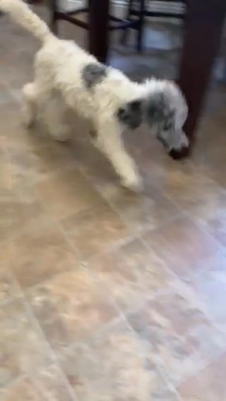 Female Akc Standard Poodle in Menifee, California
