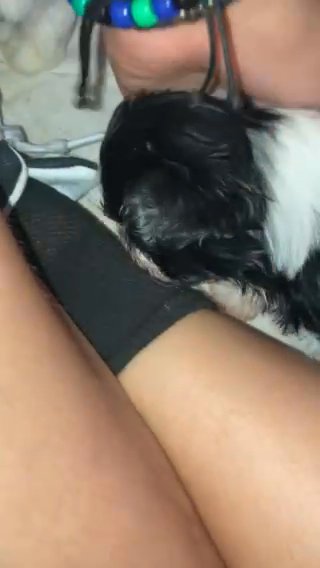 Shih tzu in Bailey's Crossroads, Virginia