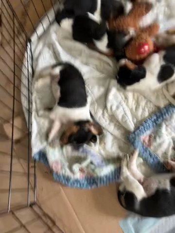 Beagles 6 Weeks Old in Auburn, Maine