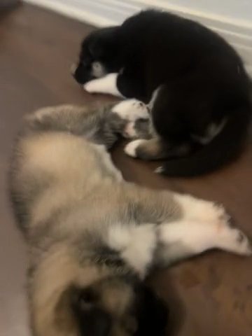 Husky Puppies in Upland, California