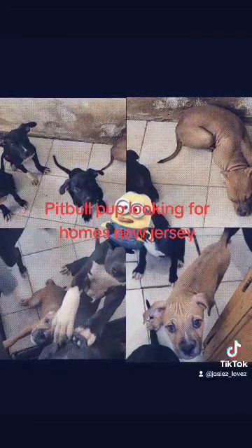 American staffordshire in Newark, New Jersey