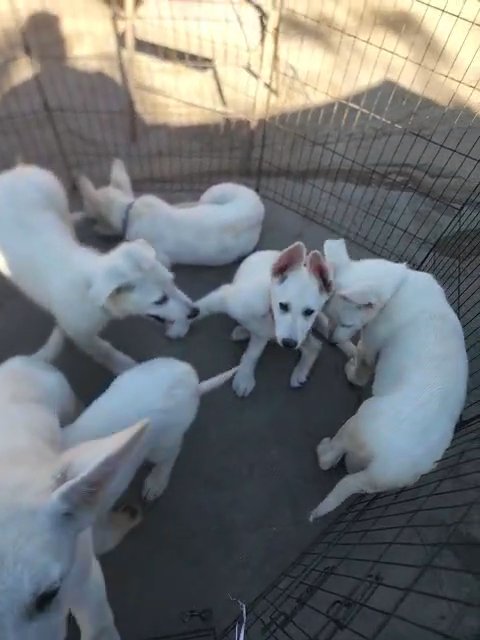 All White German Shepherd Puppies in Whittier, California