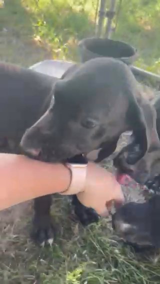 European Black Female Great Dane in Florence, South Carolina