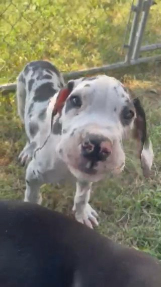 European Harlequin Great Dane Male in Florence, South Carolina
