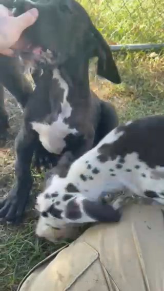European Black Female Great Dane in Florence, South Carolina