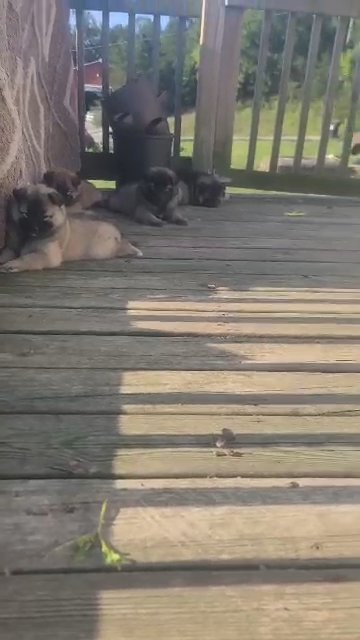 Cranberry & the pups taking a nap on the porch in Columbus, Ohio