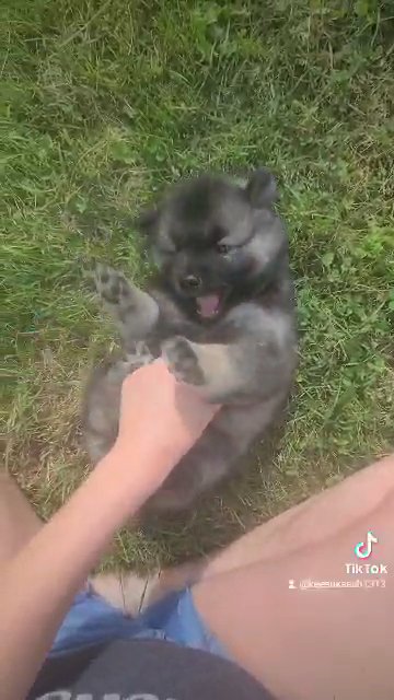 Skittles (Keesh-Inu) getting some tummy tickles in Columbus, Ohio