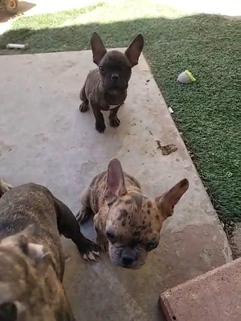 Frenchie puppies in Apple Valley, California