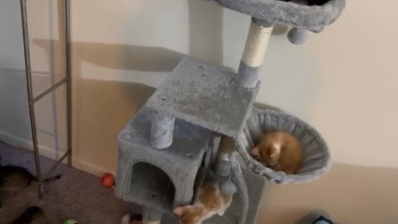 Kittens For Sale in Washington, District of Columbia