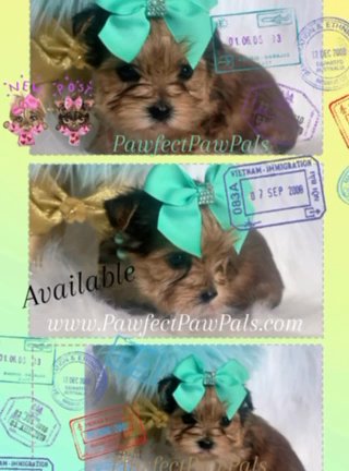 Sable Female in Dallas, Texas