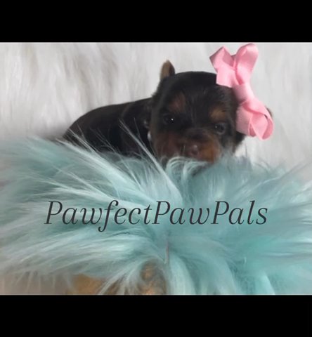 Chocolate Red Sable Parti Male in Dallas, Texas