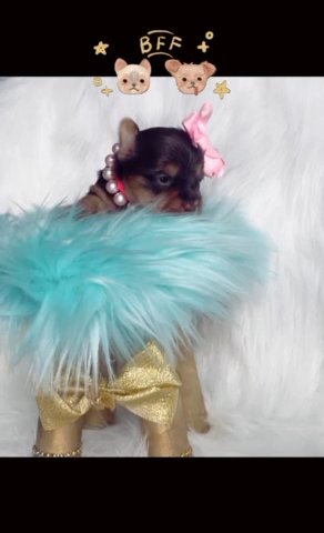 Chocolate Female Yorkie in Dallas, Texas