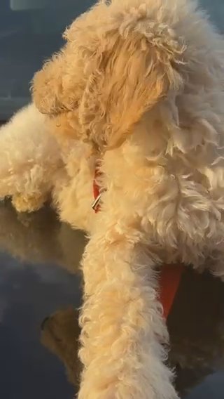 Standard Poodle in Avon, Indiana