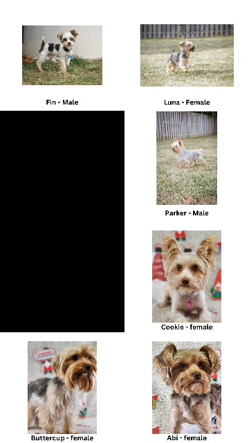January Litters - Yorkies in Washington, District of Columbia