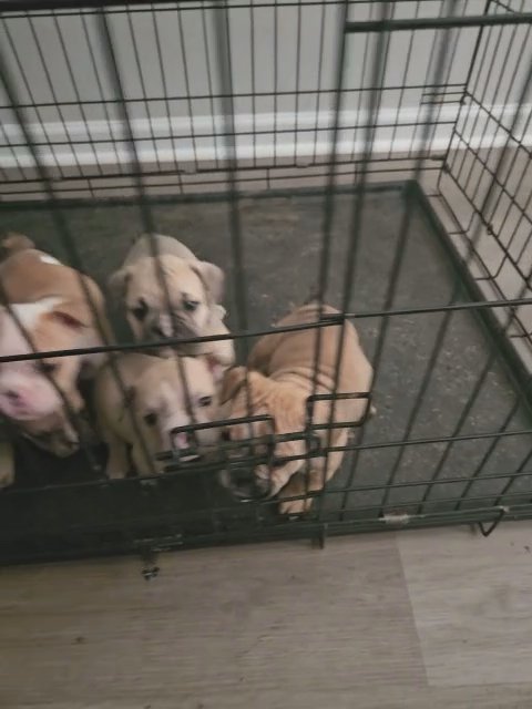English Bulldog Puppies in Fayetteville, North Carolina