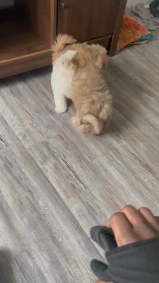 Adorable Shih Tzu Puppy ? ‼️ in Jacksonville, Florida