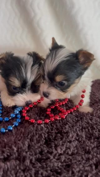 AKC Parti Yorkshire Terrier Red Beads in Lexington, North Carolina