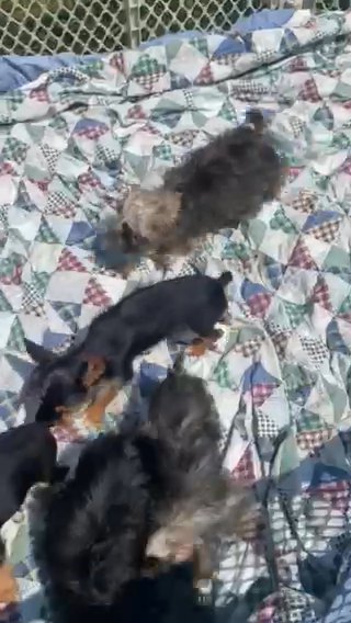 Discounted! Morkie, Chorkie in Greensboro, North Carolina