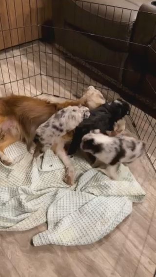 Male Mini Aussie in Greenville, Texas