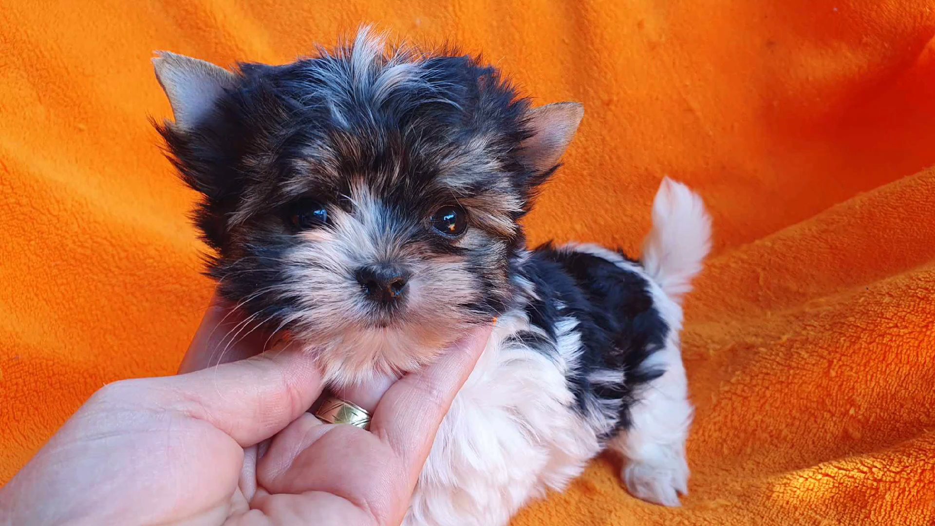 t Tiny Demi in Chicago, Illinois