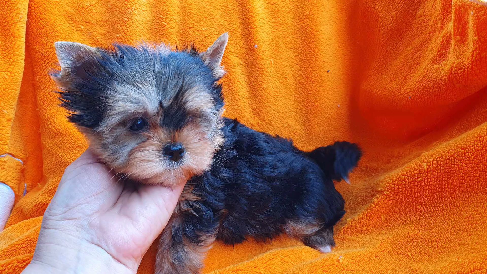 Tiny Callie in Chicago, Illinois