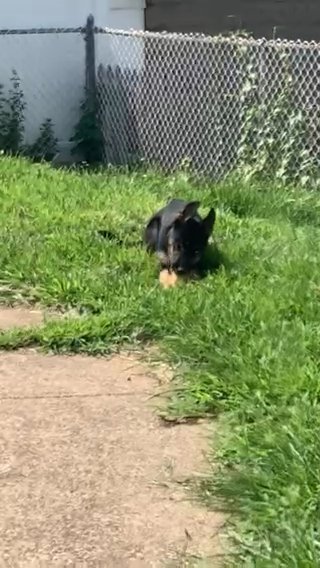 German Shepherd/Siberian Husky Mix in Paterson, New Jersey
