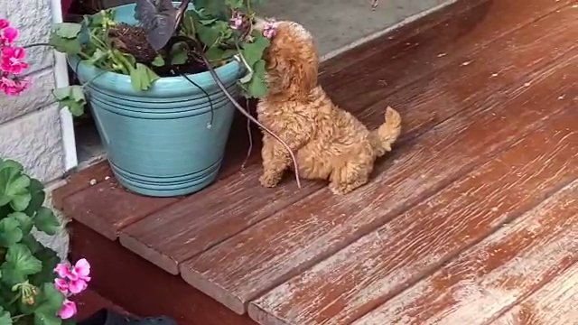 Cooper - Mini Goldendoodle in Goshen, Indiana