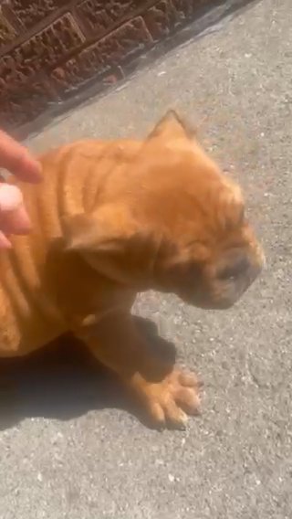 English bulldog puppies in Detroit, Michigan