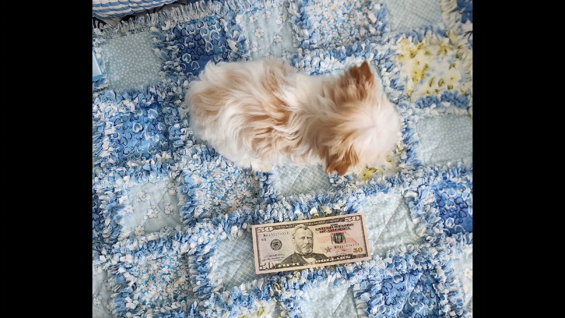 Tiny Hugo in Chicago, Illinois