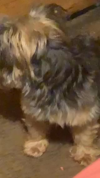TEACUP MALE YORKIES in Chicago, Illinois