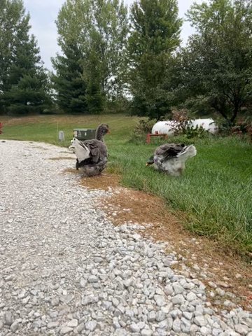 Giant Dulap Toulouse Geese in Omaha, Nebraska