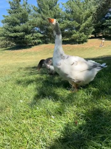 Toulouse Geese (will travel) in Omaha, Nebraska
