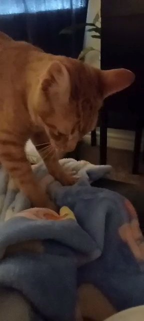 orange tabby cat (6 months) male in Hemet, California