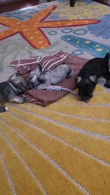 miniature schnauzers in Elizabeth City, North Carolina