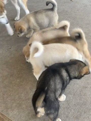 Husky Dog in Houston, Texas