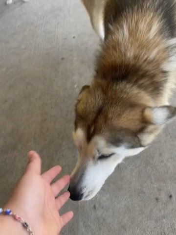 Husky Female in Houston, Texas