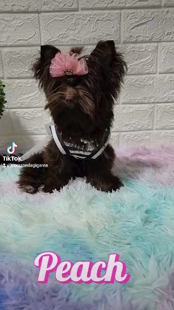 Princess Peach is looking for mommy in San Diego, California