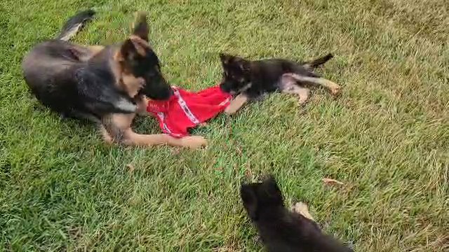 German Shepherd Puppies in Brandon, Mississippi