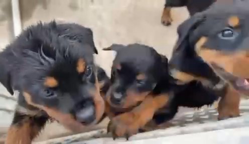 German Lined Rottweiler Puppies in Fort Myers, Florida