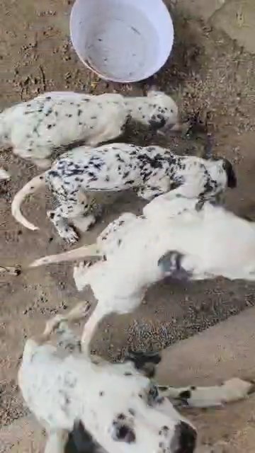 dalmatian puppy litter in San Bernardino, California