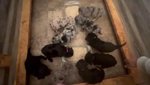 SMALL STANDARD POODLES (CKC) in Charlotte, North Carolina